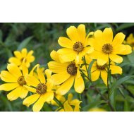 BALKON ARANYA CS:10,5CM BIDENS FERULIFOLIA