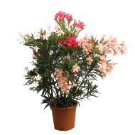 LEANDER BOKOR CS:15CM OLEANDER