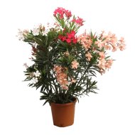 LEANDER BOKOR CS:22CM OLEANDER