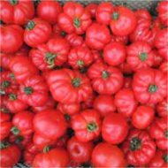 PALÁNTA PARADICSOM &quot;SUPER MARMANDE&quot; CS:12CM FOLYTONNÖVŐ PIROS ÓRIÁS