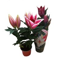 LILIOM MIX CS:17CM LILIUM