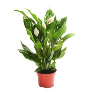 VITORLAVIRÁG CS:17CM SPATHIPHYLLUM