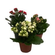 KORALLVIRÁG MIX CS:15CM KALANCHOE