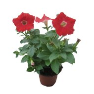 PETÚNIA CS:9CM NAGYVIRÁGÚ PETUNIA GRANDIFLORA