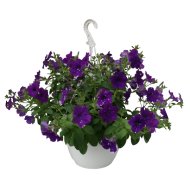 PETÚNIA ÁMPOLNÁS CS:22CM PETUNIA