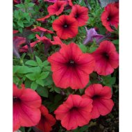 PETÚNIA CS:10,5CM EXTRA SZÍNEK