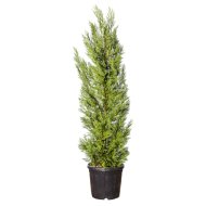 LEYLAND-CIPRUS C2 60/80 CM CUPRESSOCYPARIS X LEYLANDII