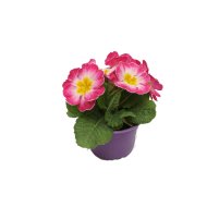 PRIMULA KÉTSZÍNŰ MIX CS:10,5CM SZÍNES CSERÉPBEN