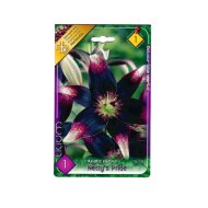 LILIOM NETTY'S PRIDE 16-18CM