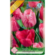 VIRÁGHAGYMA TULIPÁN TRIUMPH HEMISPHERE 10DARAB/CSOMAG RÓZSASZÍN
