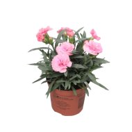 SZEGFŰ TELTVIRÁGÚ 'OSCAR' CS:10,5 CM DIANTHUS