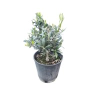 OLAJFA BONSAI CS:18CM OLEA EUROPEA