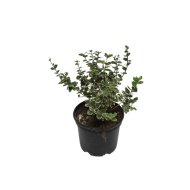 KECSKERÁGÓ MIX CS:13CM EUONYMUS