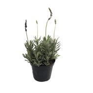 LEVENDULA 'HIDCOTE' CS:14CM LAVANDULA ANGUSTIFOLIA