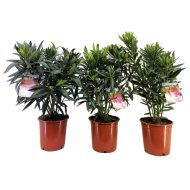 LEANDER MIX CS:20 CM NERIUM OLEANDER