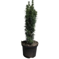 TISZAFA OSZLOPOS C2L TAXUS BACCATA