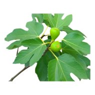 FÜGE ZÖLD TERMÉSŰ C3 FICUS CARICA