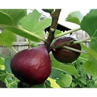 FÜGE LILA TERMÉSŰ C3 FICUS CARICA