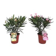 Leander Bokor Cs:14cm Nerium Oleadner