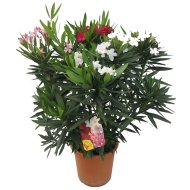 Leander Bokor Cs:25cm Nerium Oleadner
