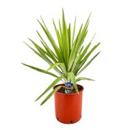 Pálmaliliom Cs:20cm Yucca Elephantipes