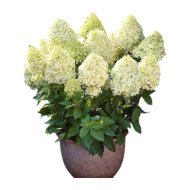 Bugás Hortenzia Cs:C2 Hydrangea Paniculata