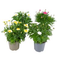 Cserjés Margitvirág 'Daisy' 10,5cm Argyranthemum Frutescens