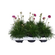Tengerparti Pázsitfű Cs:12Cm Armeria Maritima