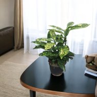Japán Babérsom 'Variegata' Cs:14Cm Aucuba Japonica