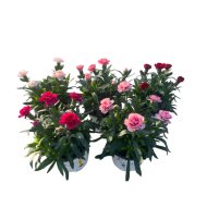 Szegfű 'Oscar' Cs:11Cm Dianthus Caryophyllus