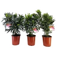 LEANDER MIX CS:20 CM NERIUM OLEANDER