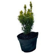 Tiszafa C2 Taxus baccata David