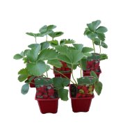 Palánta Eper cs:7cm Fragaria x Ananassa