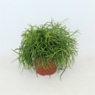 VESSZŐKAKTUSZ MIX CS:10,5CM
