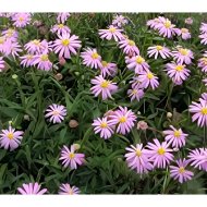 AUSZTRÁL SZÁZSZORSZÉP CS:10,5CM