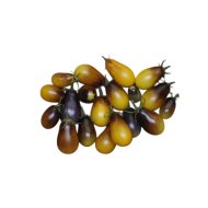 PALÁNTA PARADICSOM &quot;PEAR DROPS&quot; CS:12CM FOLYTONNÖVŐ SÁRGA KOKTÉL