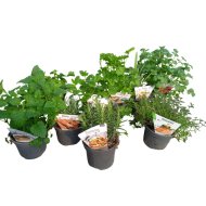 Fűszernövény mix cs:12cm