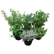 Fűszernövény mix cs:13cm