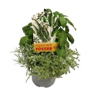 Fűszernövény trio Pizza cs:13cm