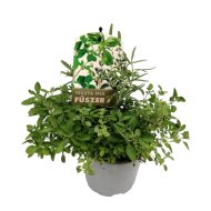 Fűszernövény Trio tészta cs:13cm