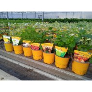 Gyümölcsös menta mix cs:12 cm