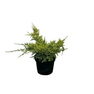 Himalájai boróka C3 Juniperus squamata Dream Joy