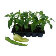 Palánta paprika 10 db-os