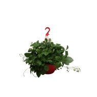 Csüngő eper cs:25cm folytontermő Fragaria x ananassa