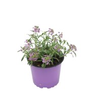 Balkonnövény mix cs:12cm