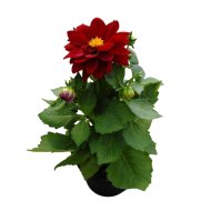 Dália mix cs:10,5cm Dahlia