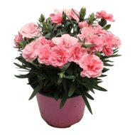 Kerti szegfű 'Oscar' cs:14cm Dianthus