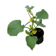 Palánta cukkini cs:9cm