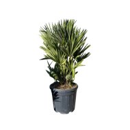Törpepálma cs:36cm chamaerops humilis