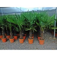 Kínai kenderpálma cs:36cm trachycarpus fortunei